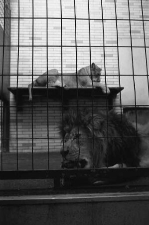 Nachwuchs bei den Löwen im Karlsruher Zoo.