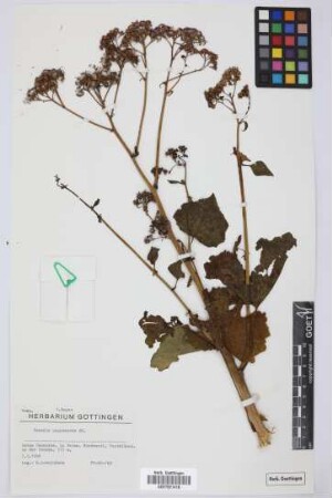 Senecio papyraceus DC.