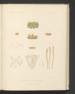 Humaria Coccinea
