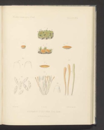 Humaria Coccinea