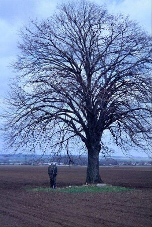 Bildstock mit Baum in der Feldflur