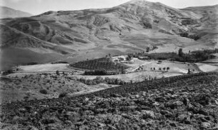 Farm und Landschaftsblick : Blick auf ein Farmgelände, das vermutlich im Besitz eines Europäers ist. Im Vordergrund befindet sich unbearbeitetes Land; dahinter sind Gersten- und Weizenfelder, Ölbäume und an den Berghängen Weiden und Macchiebüsche zu erkennen.