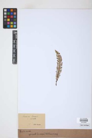 Blechnum spicant (L.) F.W.Weiss