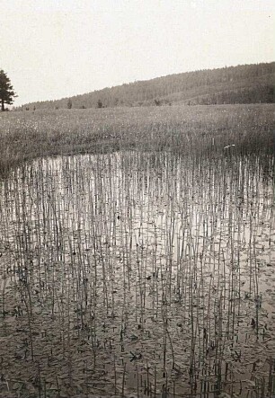 Osterzgebirge. Teich bei Altenberg mit Schwimmendem Laichkraut (Potamogeton natans)
