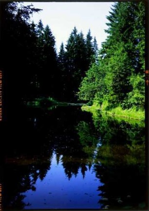 Bödele: Bödele Moorsee im Tannenwald