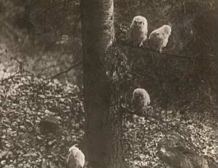 Waldkauz (Strix aluco L.), ausgeflogene Jungvögel