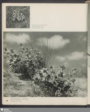 Blühende Stranddistel