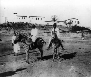 "Eingefangene junge Zebras werden von Boys zugeritten" (OT)