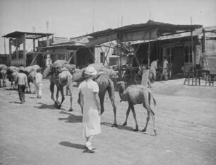 Reise nach China. Peking : Straßenbild mit Lasttieren und Frau des Fotografen