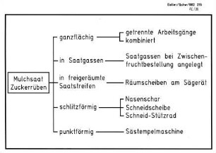 Mulchsaat - Zuckerrüben