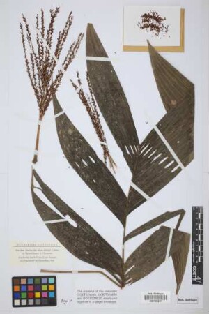 Hyospatha sp.