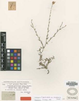 Centaurea paniculata L. var. macedonica Griseb.[lectotype]