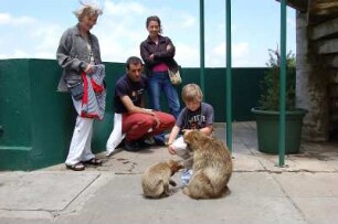 Gibraltar - Überall sind die Affen : An der Bergstation der Seilbahn auf den "Upper Rock" warten die ersten Makake-Äffchen auf das Futter der Touristen, aufgenommen im Mai 2007