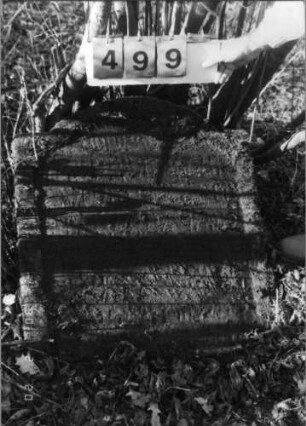 Grabstein 499