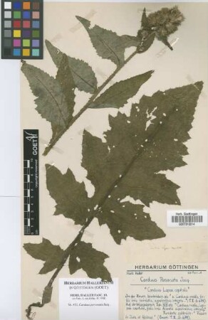 Carduus personata Jacq.