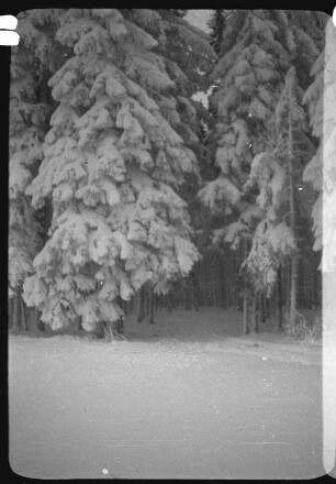 Schneebedeckte Bäume