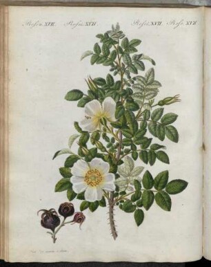 No. 85. Rosen. XVII. Rosen-Arten.