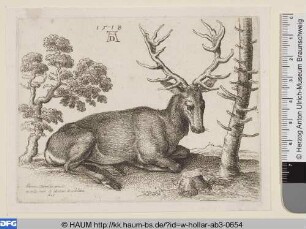 Liegender Hirsch