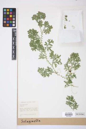 Selaginella P. Beauv.