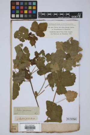 Malva peruviana L.