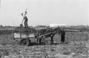 Erste Gründüngung : Zwei Bauern auf einem Feld mit Eselkarren bei der Felddüngung