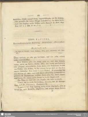 XXXVI. Kapitel. Dreiunddreissigste Gattung. Dentalium. (Meerzahn)