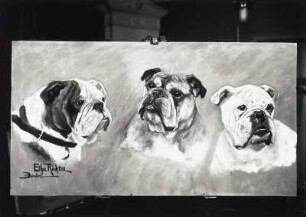 Hundeporträts (Bulldoggen)