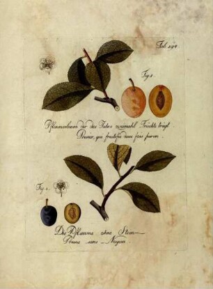 Tab. 194. Fig. 1. Pflaumenbaum der des Jahrs zweimahl Früchte trägt [...] Fig. 2. Die Pflaume ohne Stein [...]