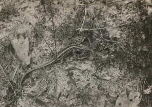Zauneidechse (Lacerta agilis L.), Weibchen
