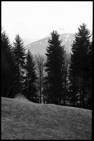 Beatenberg: Tannenwald