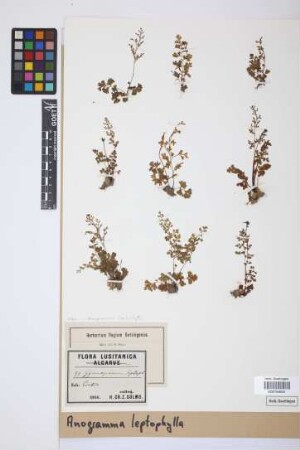 Anogramma leptophylla (L.) Link, 1841