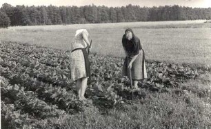Frauen beim Rübenhacken auf einem Feld bei Neudorf bei Königswartha : Žonje při kopanju rěpy na polu blisko Nowej Wsy pola Rakec