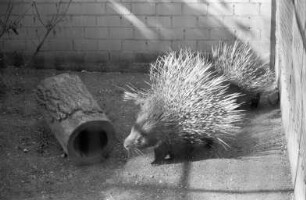 Kaukasische Stachelschweine im Karlsruher Zoo