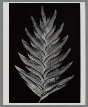 Ährengras, Ährchen (Uniola latifolia)