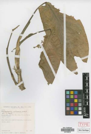 Dieffenbachia williamsii Croat [paratype]