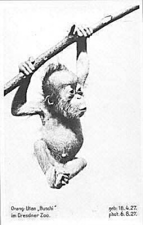 Orang-Utan "Buschi"
