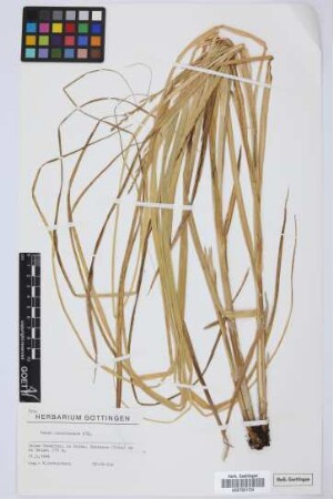 Carex canariensis Kük.