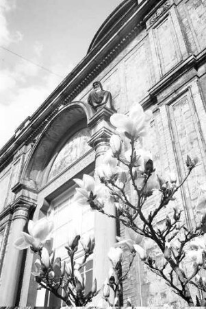 Magnolienblüte