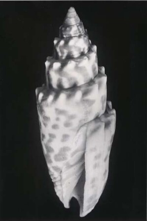 Mitra pontificalis Lam., Tahiti