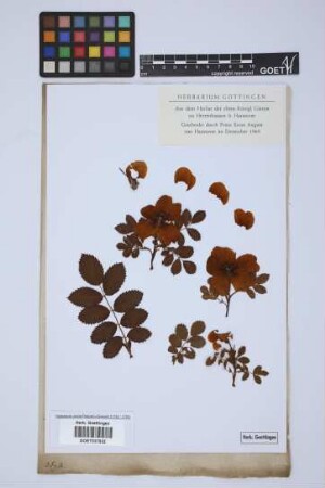 Rosa eglanteria