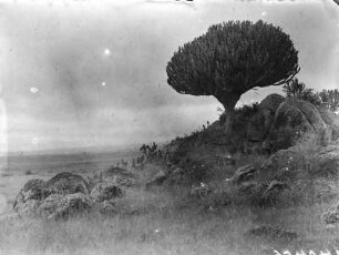 Baum in einer Grassteppe : Blick auf einen Baum aus der Familie der Wolfsmilchgewächse (Euphorbia) in einer Grassteppe.