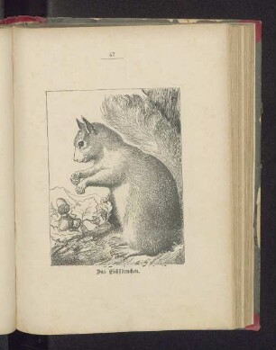 Das Eichhörnchen.