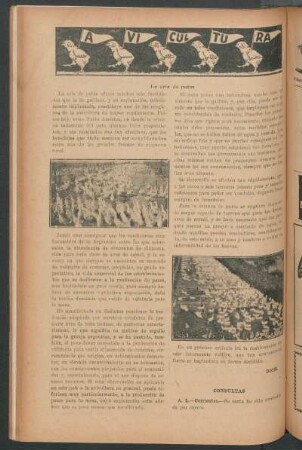 Avicultura : La cría de patos