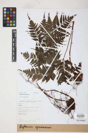 Asplenium squamosum L.