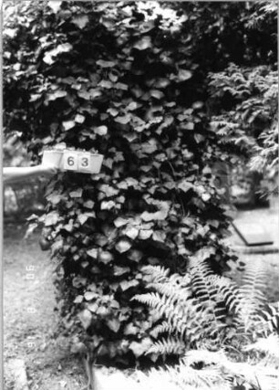 Grabstein 63 (Index: 99618153) Zustand: komplett von Efeu überwachsen Maße HxBxT: 240x60x41 cm: Grabstein 63