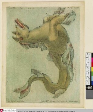 Le Cheval marin; Tom. II. [...] Avril 1757