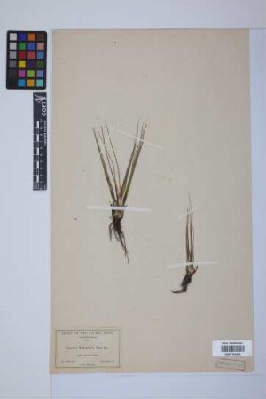 Isoetes bolanderi Engelm.