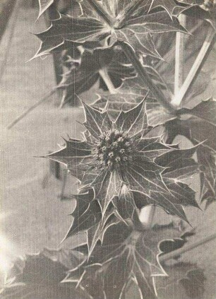 Norderney. Blattrosette der Stranddistel (Eryngium maritimum)