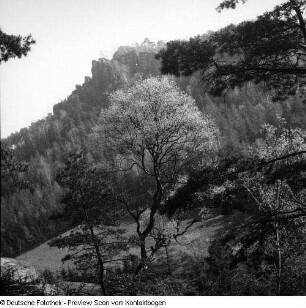 Frühling; Saupsdorf; Trebnitztal mit König und Margot; Kleiner Bärenstein