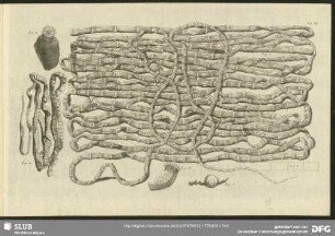 Tab. VII. Fig. 1 - Fig. 6